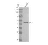 Anti-FDFT1 Antibody Picoband® Boster Bio