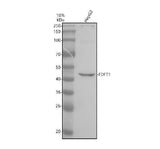 Anti-FDFT1 Antibody Picoband® Boster Bio