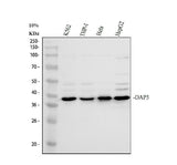 Anti-DAP3 Antibody Picoband® Boster Bio