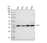 Anti-DAP3 Antibody Picoband® Boster Bio