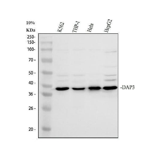 Anti-DAP3 Antibody Picoband® Boster Bio