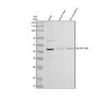 Anti-DCR2/TNFRSF10D Antibody Picoband® Boster Bio