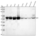 Anti-OXSR1 Antibody Picoband® Boster Bio