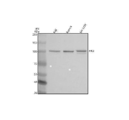Anti-HK3 Antibody Picoband® Boster Bio