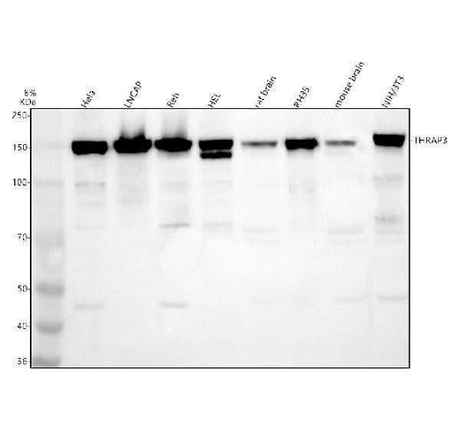 Anti-THRAP3 Antibody Picoband® Boster Bio