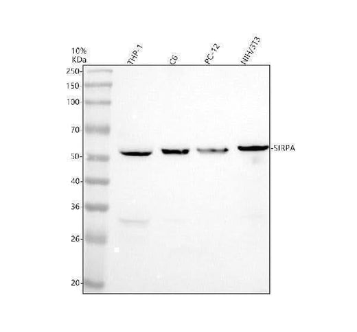 Anti-SIRP Alpha/SIRPA Antibody Picoband® Boster Bio