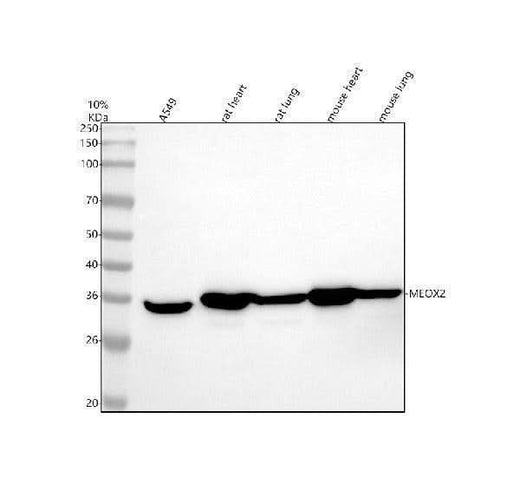 Anti-MEOX2 Antibody Picoband® Boster Bio