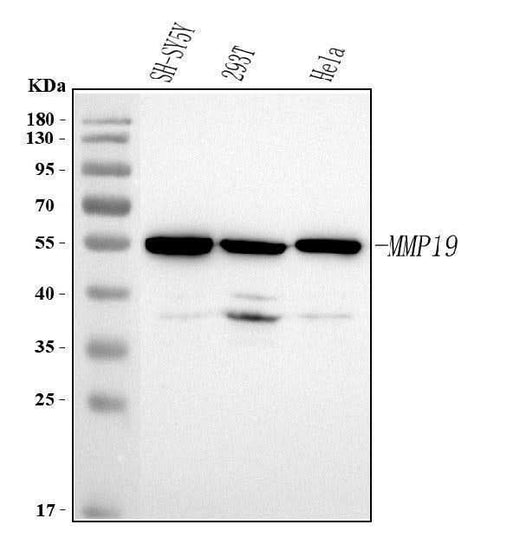 Anti-MMP19 Antibody Picoband® Boster Bio