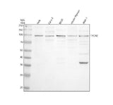 Anti-TPCN2 Antibody Picoband® Boster Bio