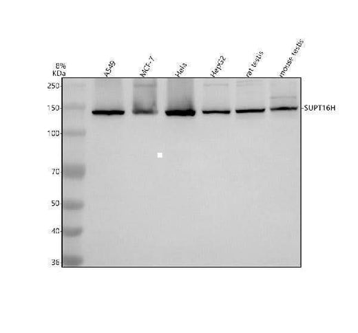 Anti-SUPT16H Antibody Picoband® Boster Bio