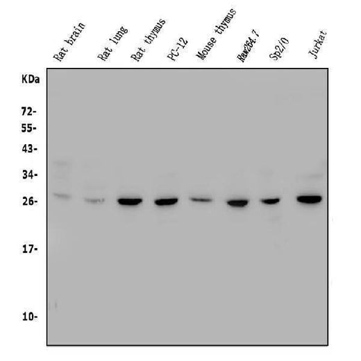 Anti-CTHRC1 Antibody Picoband® Boster Bio