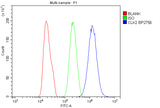 Anti-CLK2 Antibody Picoband® Boster Bio