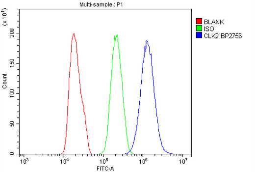 Anti-CLK2 Antibody Picoband® Boster Bio