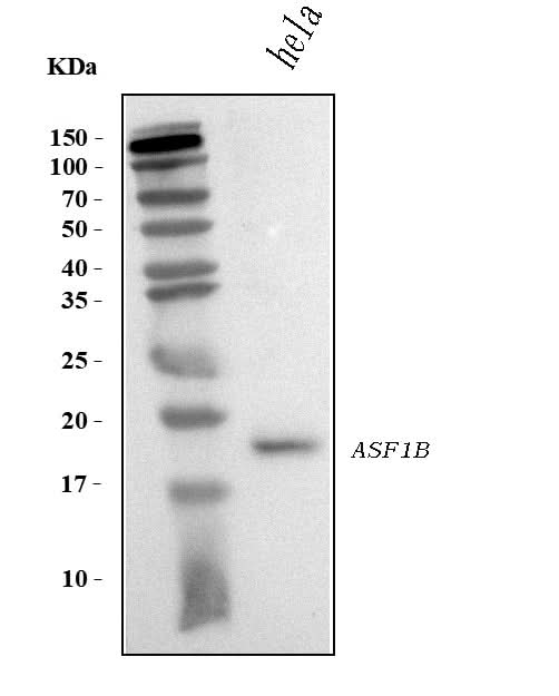 Anti-ASF1B Antibody Picoband® Boster Bio