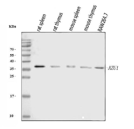 Anti-Azurocidin/AZU1 Antibody Picoband® Boster Bio