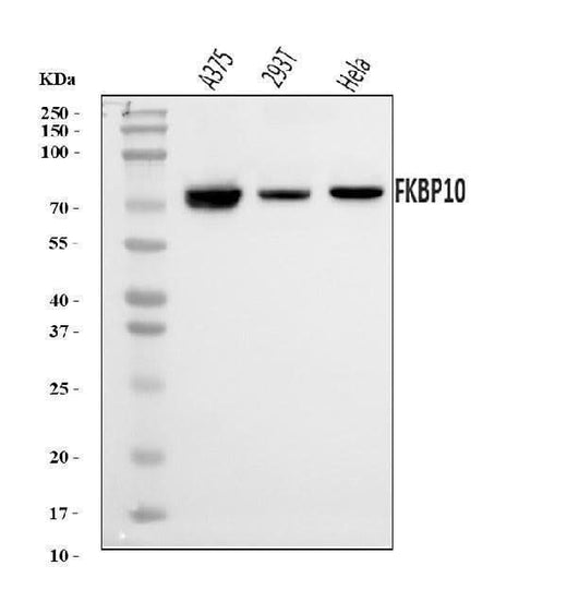 Anti-FKBP10 Antibody Picoband® Boster Bio