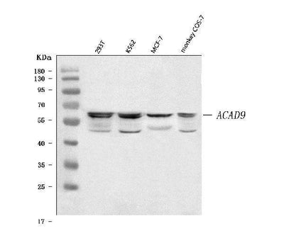 Anti-ACAD9 Antibody Picoband® Boster Bio