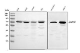 Anti-ZNFN1A2/HELIOS/IKZF2 Antibody Picoband® Boster Bio
