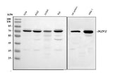 Anti-ZNFN1A2/HELIOS/IKZF2 Antibody Picoband® Boster Bio
