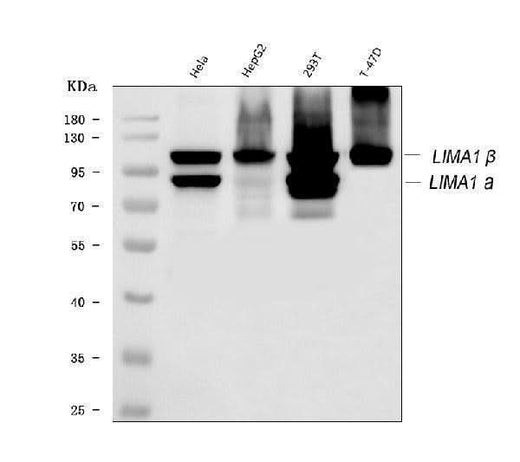 Anti-EPLIN/LIMA1 Antibody Picoband® Boster Bio