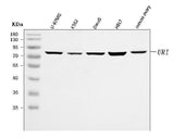Anti-C19orf2/URI1 Antibody Picoband® Boster Bio