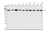 Anti-AFAP/AFAP1 Antibody Picoband® Boster Bio