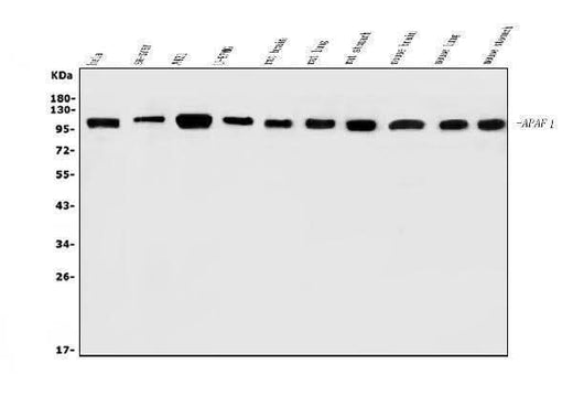 Anti-AFAP/AFAP1 Antibody Picoband® Boster Bio