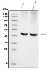 Anti-Caspase-5/CASP5 Antibody Picoband® Boster Bio