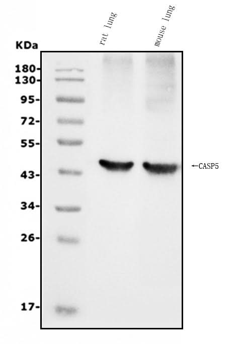 Anti-Caspase-5/CASP5 Antibody Picoband® Boster Bio