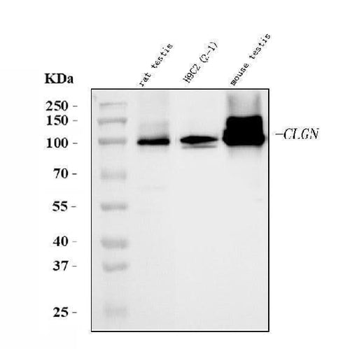 Anti-Calmegin/Clgn Antibody Picoband® Boster Bio
