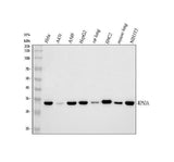 Anti-RPS3A Antibody Picoband® Boster Bio