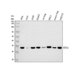 Anti-RPS3A Antibody Picoband® Boster Bio