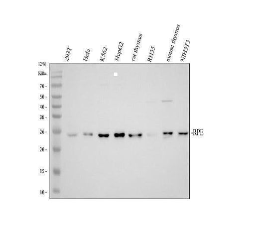 Anti-RPE Antibody Picoband® Boster Bio