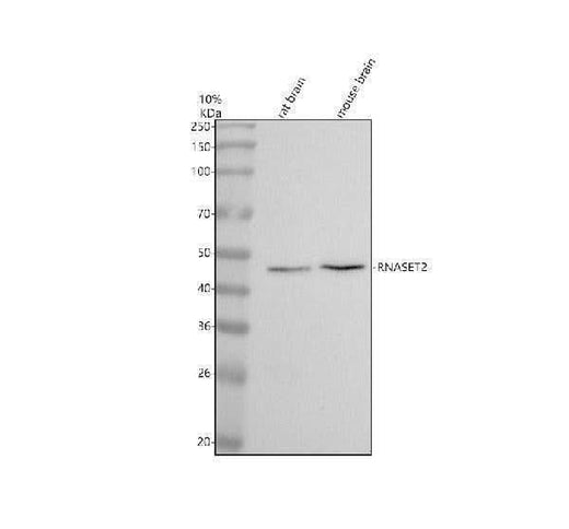 Anti-RNASET2 Antibody Picoband® Boster Bio