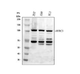 Anti-HERC5 Antibody Picoband® Boster Bio