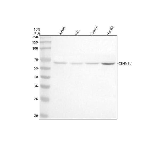 Anti-CTNNBL1 Antibody Picoband® Boster Bio