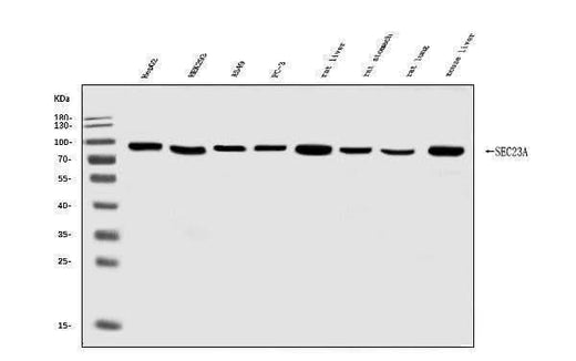 Anti-SEC23A Antibody Picoband® Boster Bio