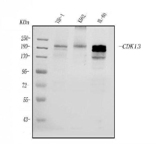 Anti-CDK13 Antibody Picoband® Boster Bio