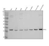 Anti-DNAJB11 Antibody Picoband® Boster Bio