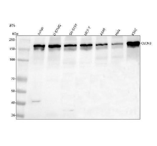 Anti-CLCN3 Antibody Picoband® Boster Bio