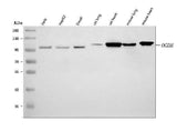 Anti-OGDH Antibody Picoband® Boster Bio