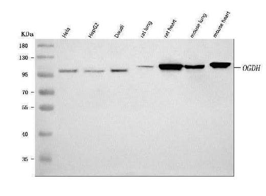 Anti-OGDH Antibody Picoband® Boster Bio