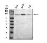 Anti-PDE8A Antibody Picoband® Boster Bio