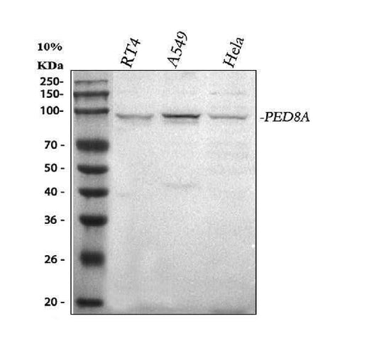 Anti-PDE8A Antibody Picoband® Boster Bio