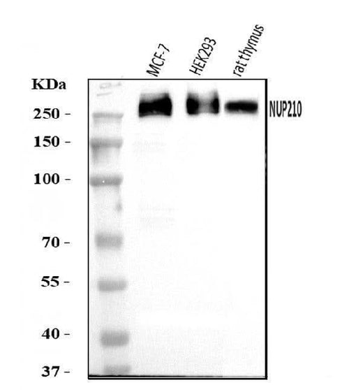 Anti-GP210/NUP210 Antibody Picoband® Boster Bio
