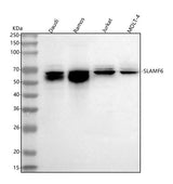 Anti-SLAMF6 Antibody Picoband® Boster Bio