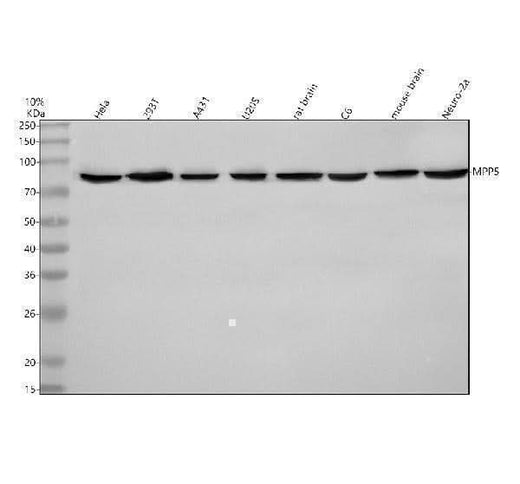 Anti-MPP5/PALS1 Antibody Picoband® Boster Bio