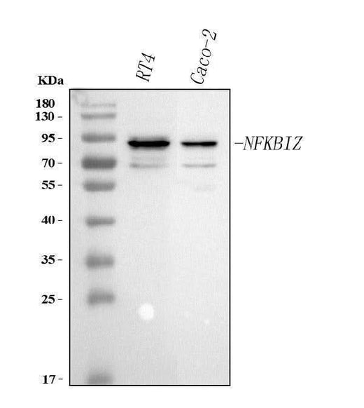 Anti-NFKBIZ Antibody Picoband® Boster Bio
