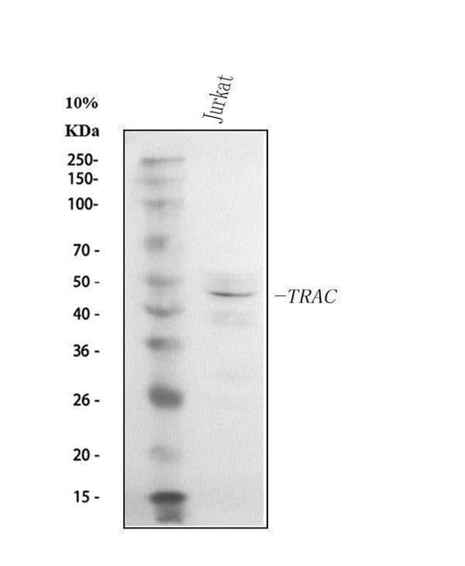 Anti-TCR alpha/TRAC Antibody Picoband® Boster Bio