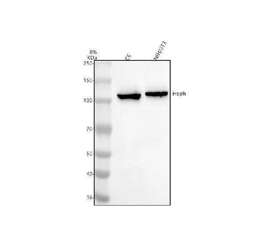 Anti-Hephaestin/HEPH Antibody Picoband® Boster Bio